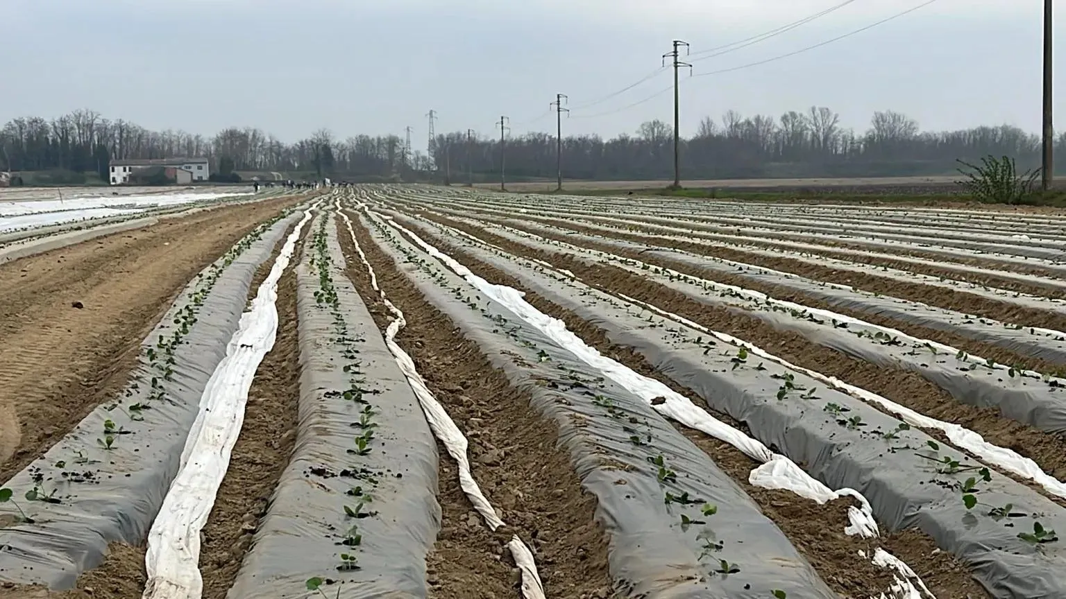 Piante di zucchine in campo aperto - Orto Veronese