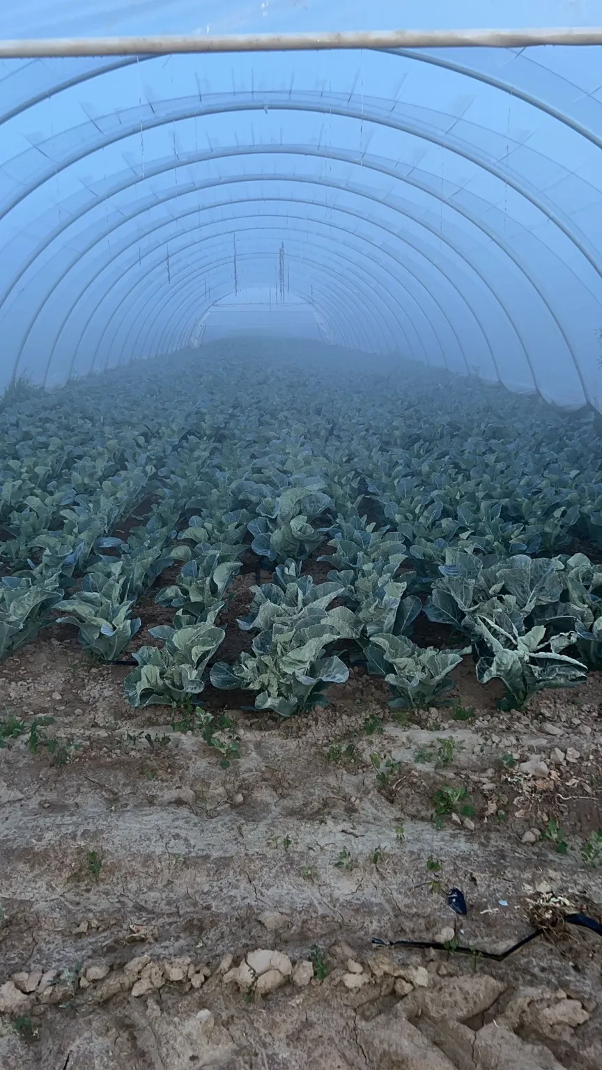 Coltivazione in serra Orto Veronese - Ambiente protetto