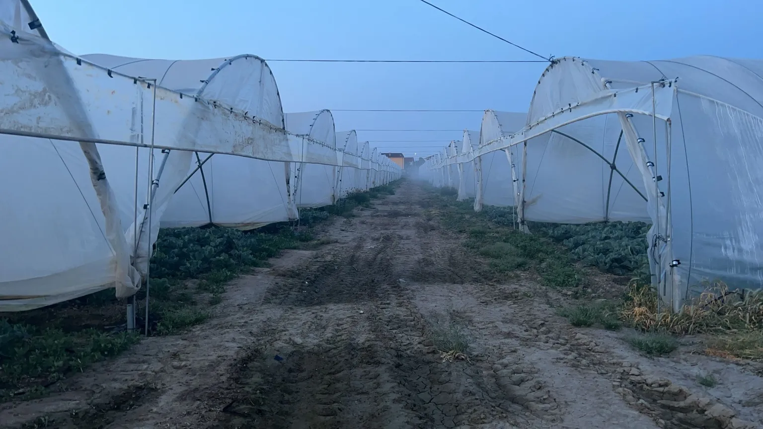 Campi di produzione - Orto Veronese